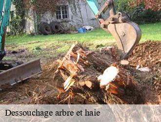 Dessouchage arbre et haie