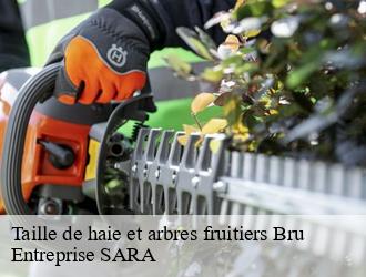 Taille de haie et arbres fruitiers  bru-88700 Entreprise SARA