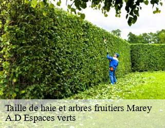 Taille de haie et arbres fruitiers  marey-88320 A.D Espaces verts